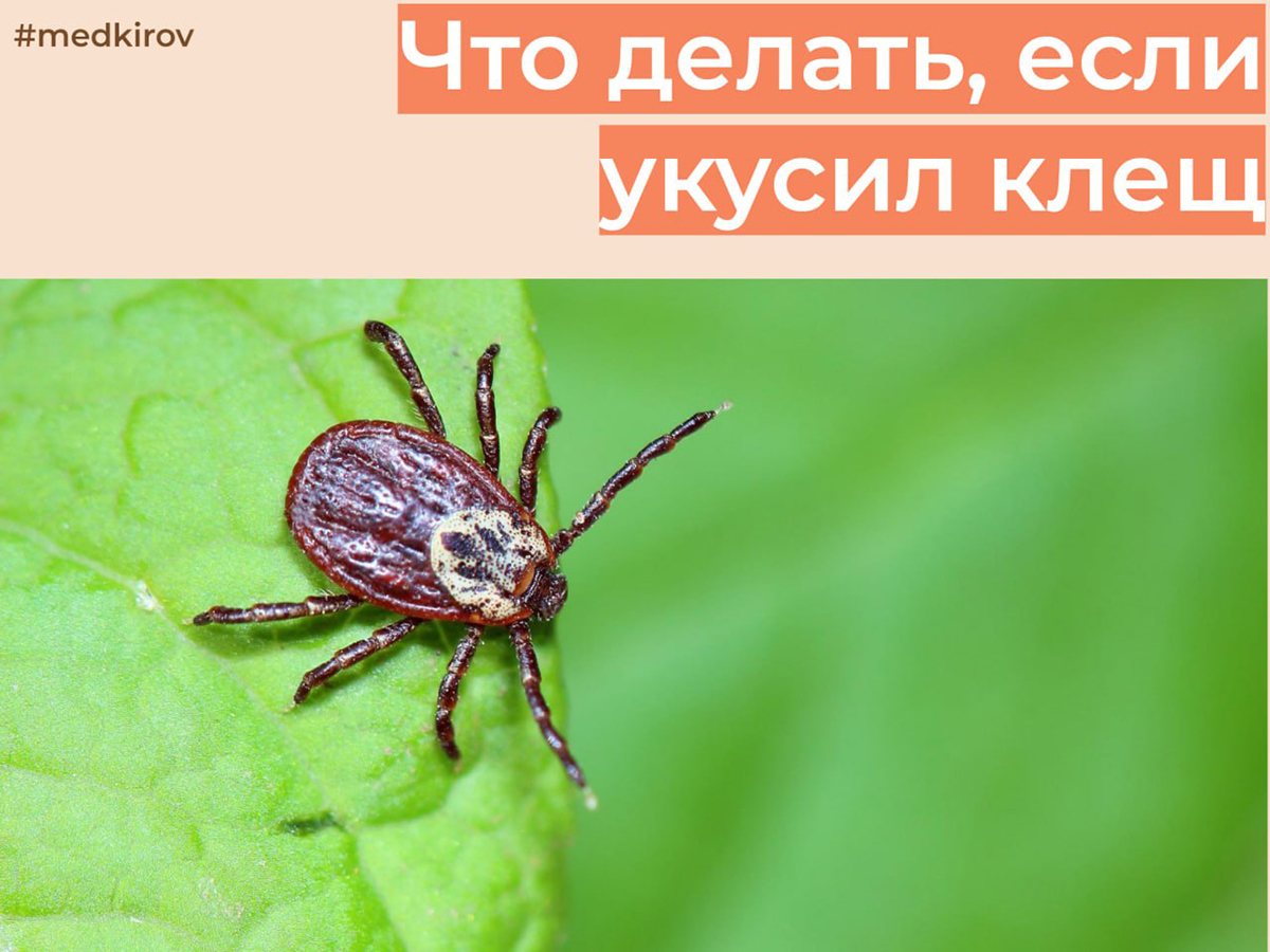 Куда обратиться при укусе клеща