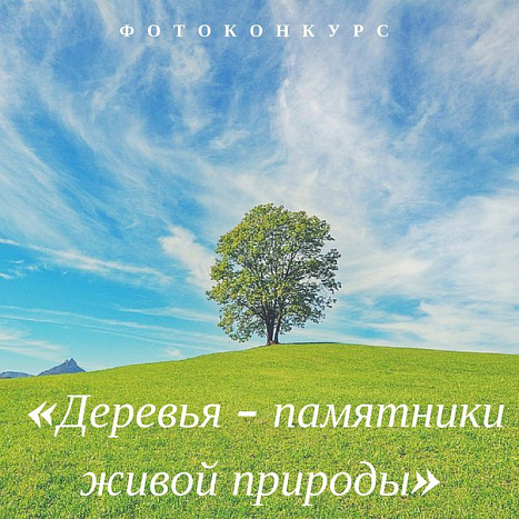 Кировчане могут получить 100 тысяч рублей за фотографию редких деревьев