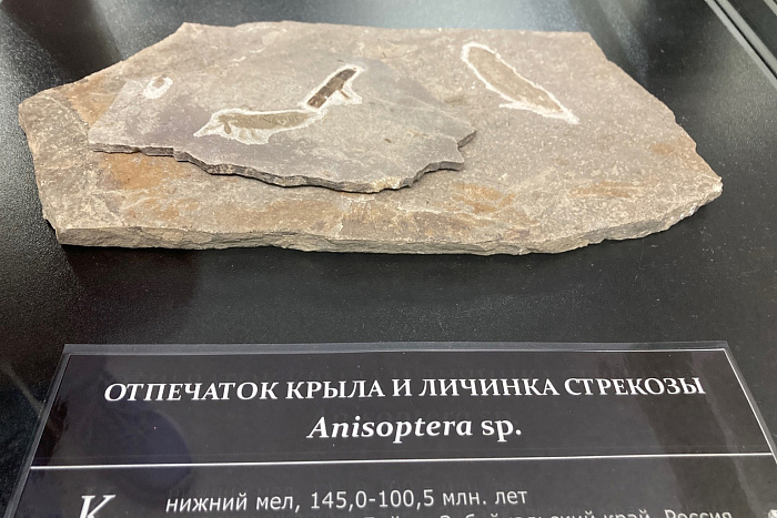 В палеонтологическом музее появилось крыло стрекозы «возрастом» 100 миллионов лет 