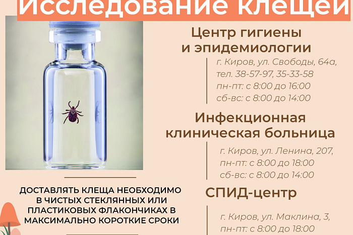 Кировчанам рассказали, куда обращаться в случае присасывания клеща