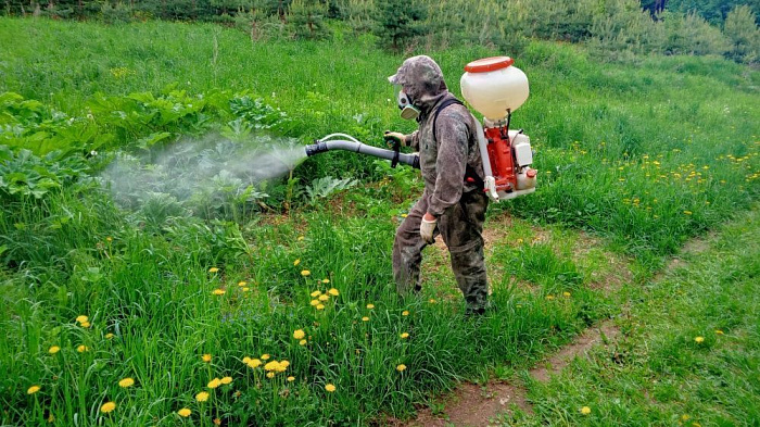 В Кировской области начали борьбу с борщевиком
