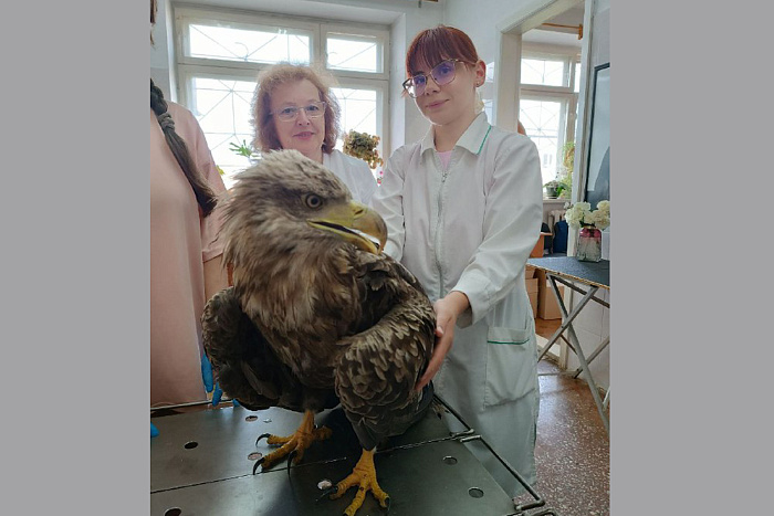 Кировские ветеринары помогли краснокнижному орлану-белохвосту
