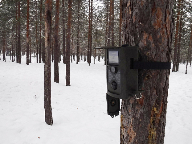 В лесах Кировской области появились фотоловушки