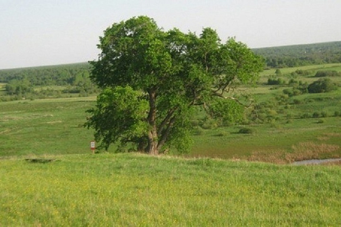 Стартовал конкурс «Российское дерево года – 2024»