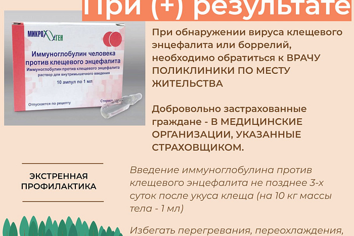 Кировчанам рассказали, куда обращаться в случае присасывания клеща