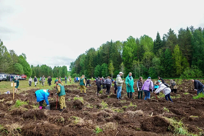В Кировской области высадили более 200 000 сеянцев ели и сосны