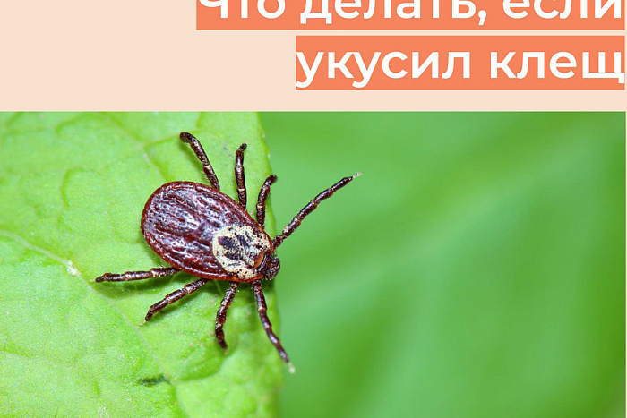 Куда обратиться при укусе клеща