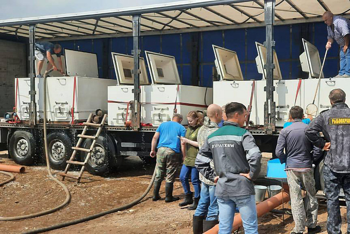 В Котельниче в реку Вятку выпустили 170 000 штук молоди стерляди