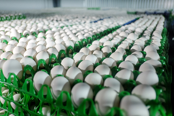 Птицефабрика Советская обеспечивает продукцией 20 регионов России