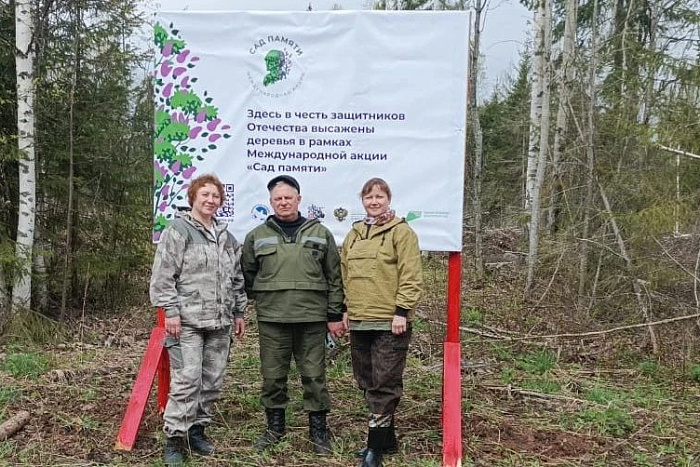 В Кировской области высадили более 200 000 сеянцев ели и сосны