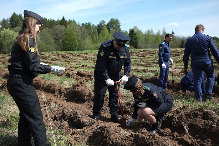 В Кирове в день памяти Маршала Конева высадили 5000 сеянцев сосны