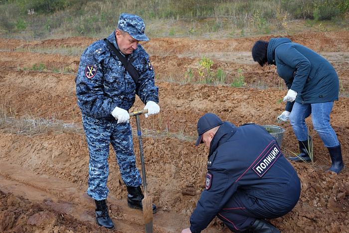 60 тысяч сеянцев хвойных деревьев посадят в Слободском лесничестве