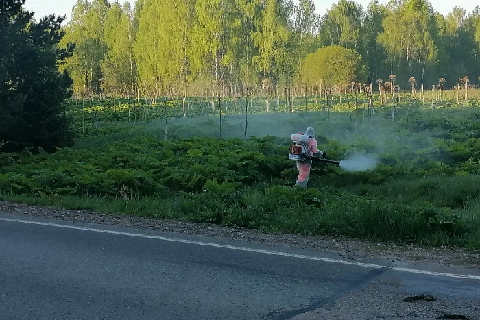 Вдоль автомобильных трасс Кировской области начали косить борщевик